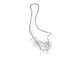   Anthidium collectum  male, diagram showing ventral view of seventh sternum (S7), diagram from Gonzalez and Griswold 2013 
